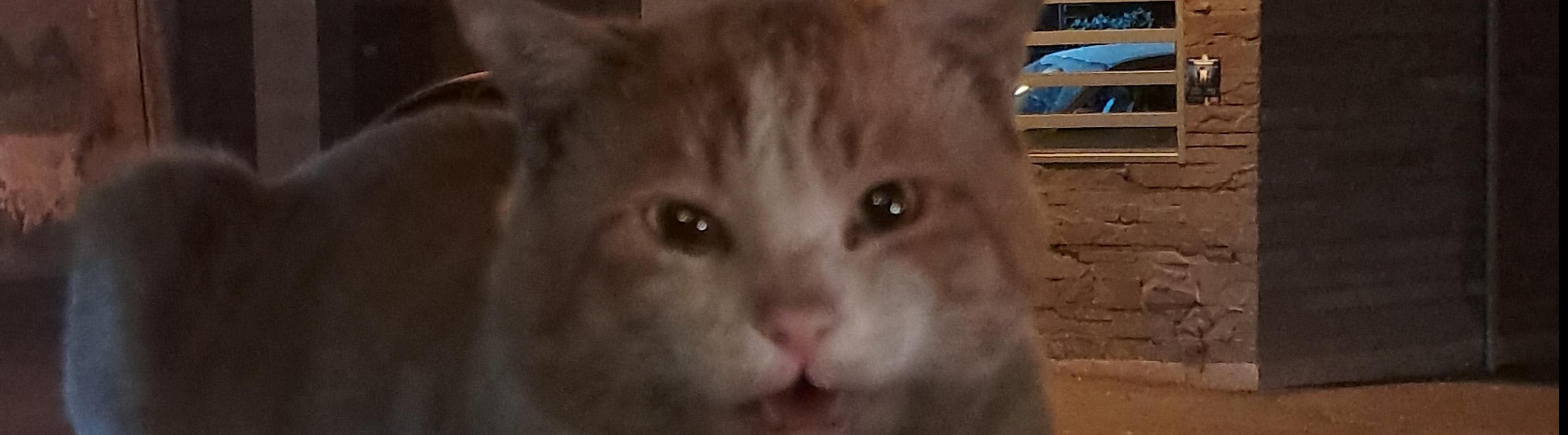 محمد مهدی اسفندیاری